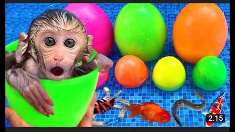 Monkey baby bon bon opens rainbow suorise eggs at the pool and eats chocolate ice cream with pupy