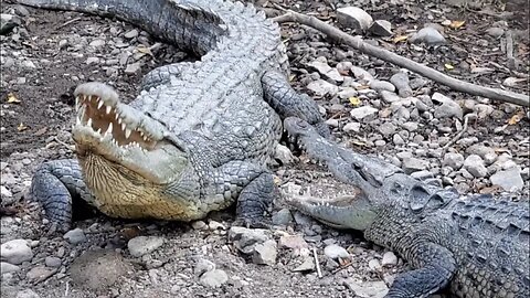 Backpacking Mexico Pt.42 "Crocodile Beach"