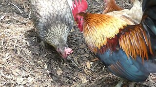 Chickens eating their grapes.