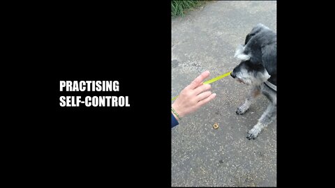 Schnauzer Practising Self-Control Outside 👏