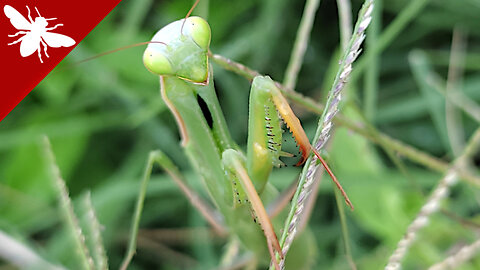 Mantis religiosa - Praying mantis - Gottesanbeterin - Богомол - カマキリ
