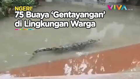 VIDEO Puluhan Buaya di China 'Menjajah' Lingkungan Penduduk