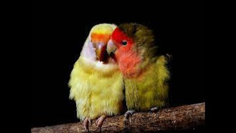 How To Spot Signs of Illness in Lovebirds