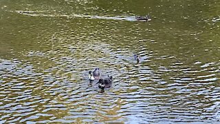 White breasted Ducks