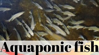 Adding the fish to my aquaponic system, bluegill -(hybrid aquaponic system)