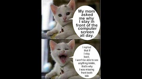 hilarious cat Memes - 02 😹 - Duvido que você não vá rir 😹 - Os gatos mais cômicos III