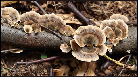 Documentary: Humongous Fungus - Lichen - Radioactive Loving Fungi - Hyphae - Mycelium