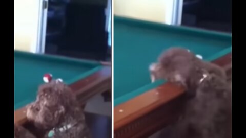 Curious Little Dog Steals Pool Ball