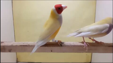 Yellow Gouldian Finch