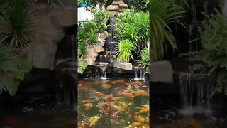 Multi Golden Fishes-Koi Fishes