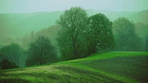 Relaxing Sound of Rain and Wind in Forest 2 Hours / Rain Drops Falling From Trees and Moss