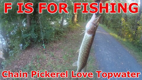 Chain Pickerel Love Topwater