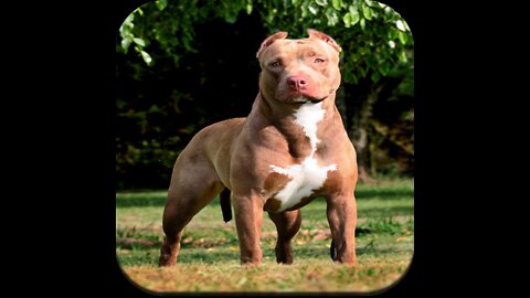 Super" Pit Bull: Training The Ultimate Protection Dog