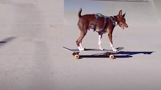 Skateboarding rat terrier shows off gnarly moves