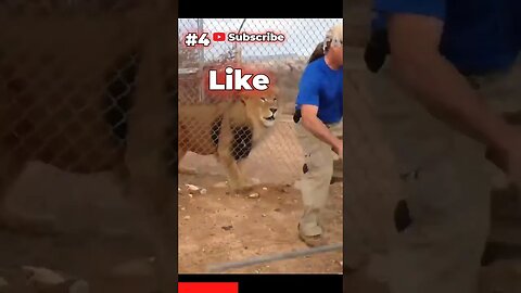 😲 He Didn't See It Coming: Crazy Animal Videos That Will Make Your Jaw Drop! 🐾🎥 Ep4