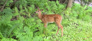 Brave fawn