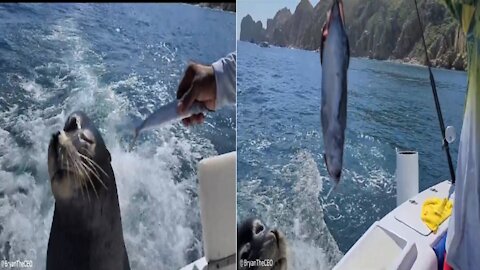 Sea Lion Jump On Boat For Fish | #short