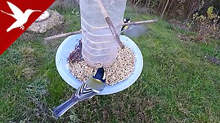 Feeding backyard birds - DIY Feeder - Great tit - Parus major
