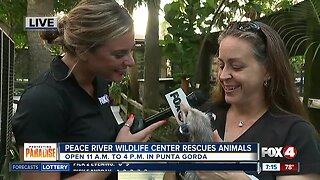 Peace River Wildlife Center Rescues animals