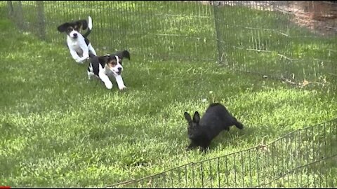 Beagles:Whiskey Creeks Lucy and Roxy. 10 wks old. Running tame rabbit