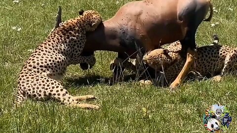 animal attack/dangerous attack of wild animals on their prey/caught on camera