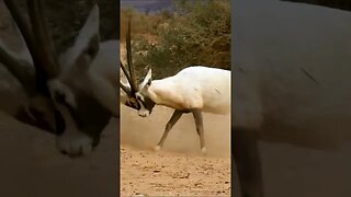 Arabian Oryx Antelope #shorts #short