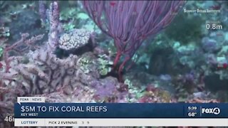 Coral reefs to be fixed in Key West