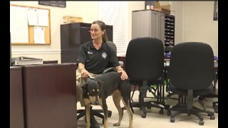 New 'rescue' effort for first responders in Indian River Shores, becoming a temporary home to H.A.L.O rescue shelter