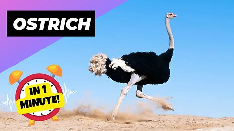 Ostrich - In 1 Minute! 🦃 One Of The Tallest Animals In The World | 1 Minute Animals