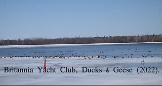 Britannia Yacht Club, Ducks & Geese, Spring of (2022).