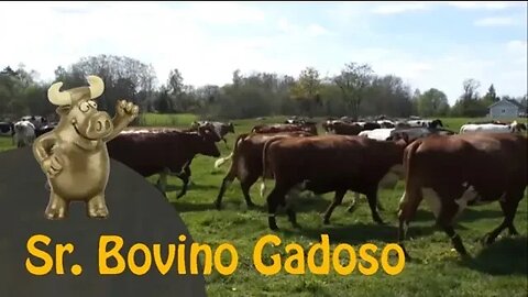 O prêmio Sr. Bovino Gadoso de março de 2020 vai para... | ANCAPSU