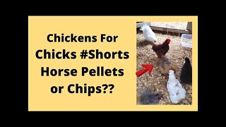 Chicken Coop Bedding What I Decided To Use #Shorts