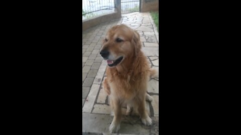 Meet Buddy the Golden Retriever