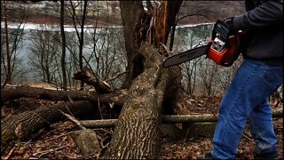 Husqvarna 455 rancher, clearing trees on the future homestead.