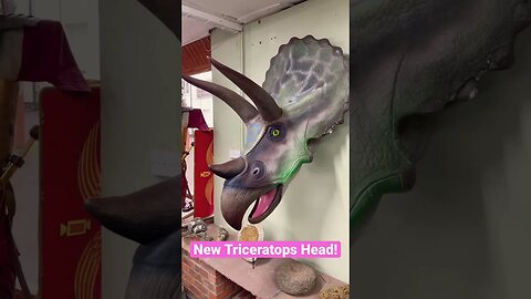 New Triceratops Head! #viral #dinosaur #triceratops #jurassic #museum #dinosaursofoswestry