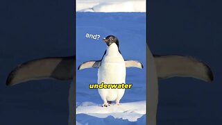 Penguins Fly Underwater!