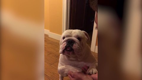 English Bulldog Doesn’t Want A Baby Sister