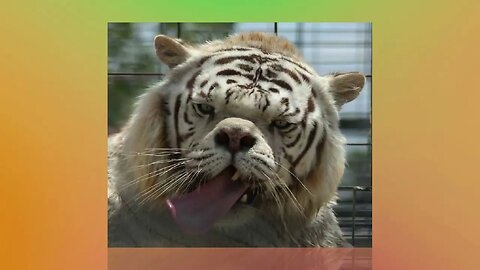 CURIOSIDADE - Kenny Conheça o Tigre branco que Nasceu com Síndrome de Down - WEBDOC