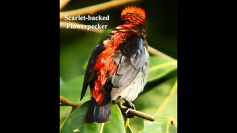 Scarlet-backed Flowerpecker bird video