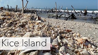 Florida seashell tour of the 10,000 islands. Beachcombing an island looking for beach treasures!