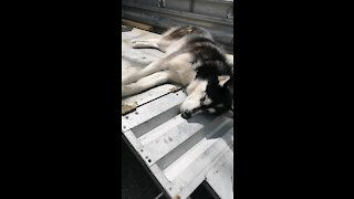 Husky sleeps anywhere