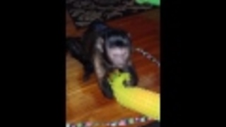 Monkey Wrestling a Toy