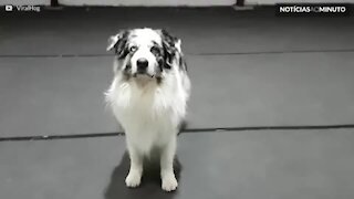 Este cão é um verdadeiro equilibrista!