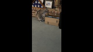 Cat tries to get treats