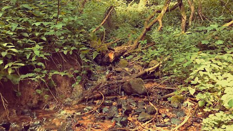 Forest Creek Ambience - Slightly Rain and distant Thunderstorm