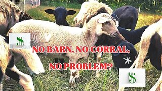 NO perimeter fence, barn or corral! Lean Sheep Grazing!