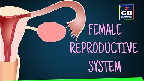 Human #female reproductive system