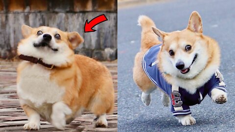 excuse me sir why you're so cute - funny and cute corgi ever