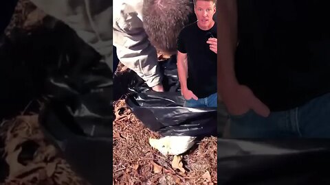 Bagging a dead bald eagle.