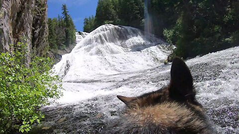 Dog explores massive waterfall while wearing GoPro
